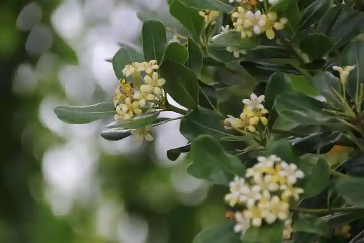 開成山大神宮の庭園