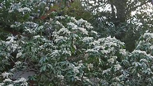 冠稲荷神社の自然