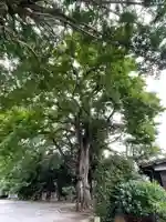 最勝寺教学院の自然