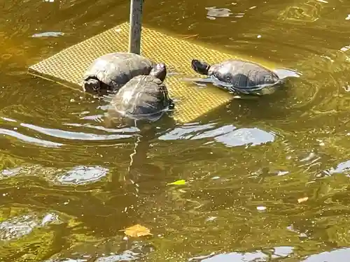 平塚八幡宮の御朱印