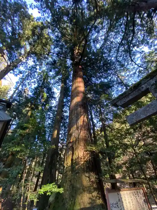 花園神社の自然