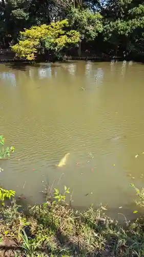 菊田神社の動物