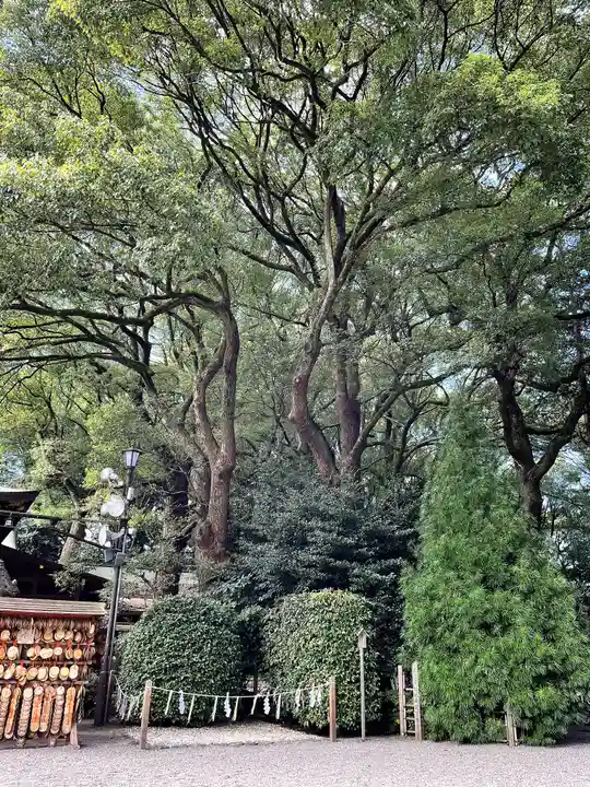 大宮八幡宮の自然