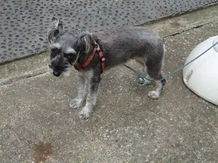 菊名神社の動物