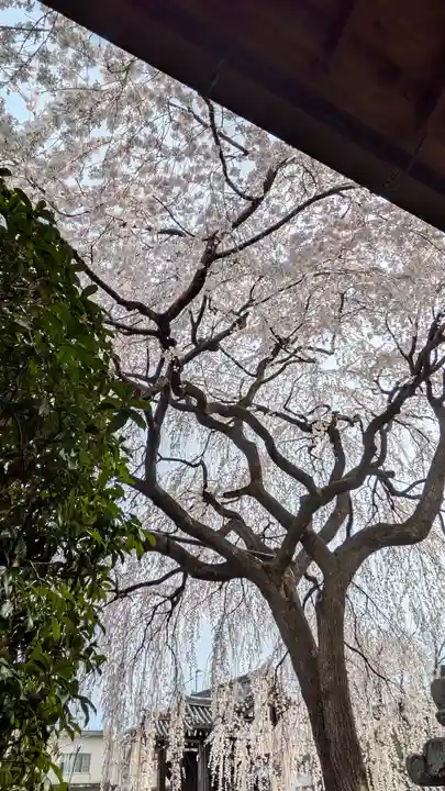 本満寺(本願満足寺)(京都府)