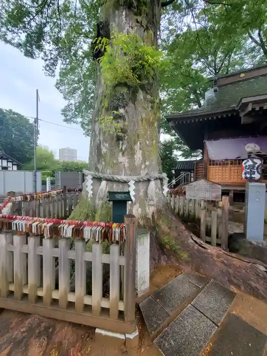 守谷総鎮守 八坂神社の自然