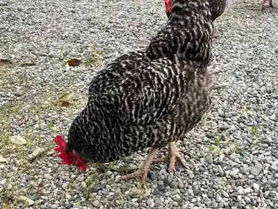 聖神社(大阪府)