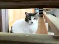 代々木八幡宮(東京都)