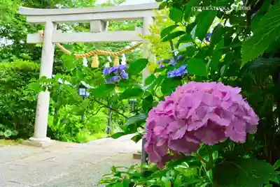 星川杉山神社(神奈川県)