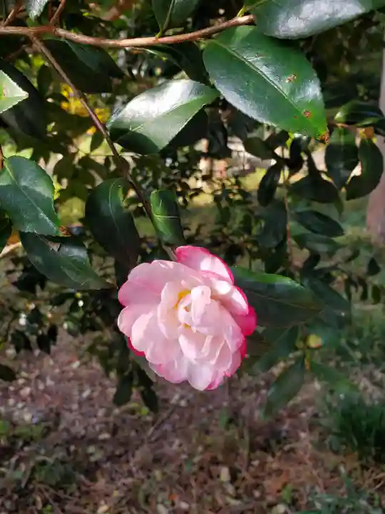 沙沙貴神社の自然