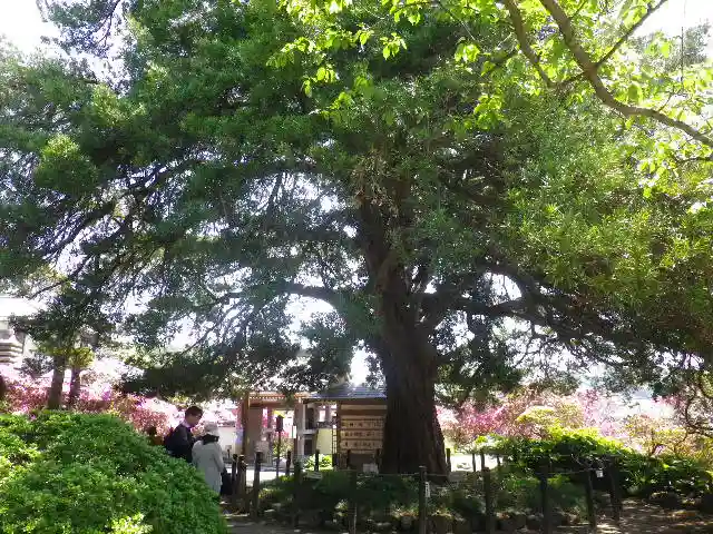 安養院 (田代寺)の自然