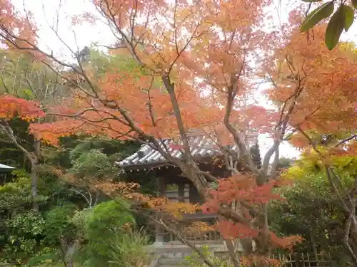 浄光明寺の自然
