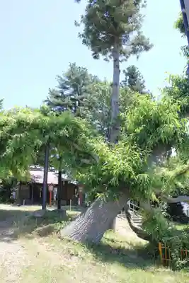 鳥海神社の自然