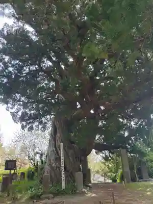 城願寺(神奈川県)
