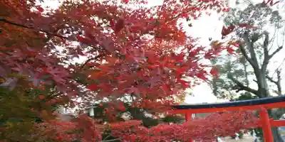 月読神社（松尾大社摂社）(京都府)