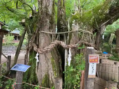 伊那下神社の自然