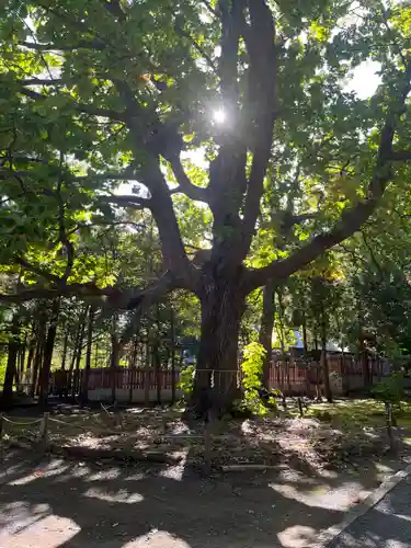 北海道神宮の自然
