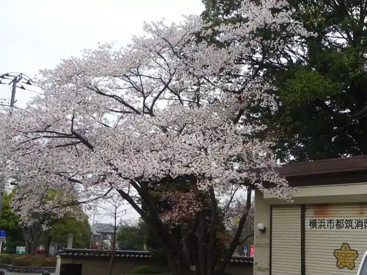 天台宗 長窪山 正覚寺の自然