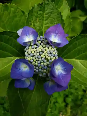 白金氷川神社(東京都)