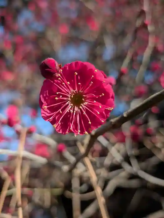 玄国寺(東京都)