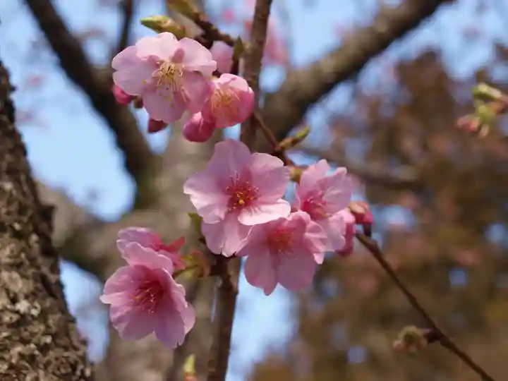 楽法寺(雨引観音)の自然