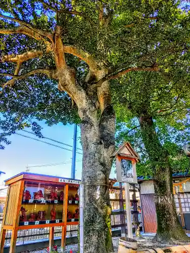 白山神社の自然