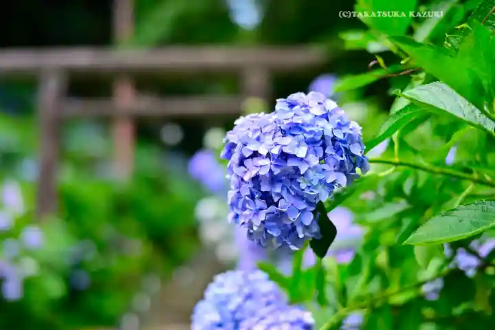 太平山神社(栃木県)
