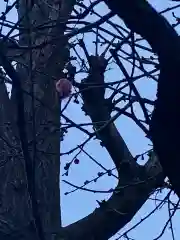 平河天満宮の自然