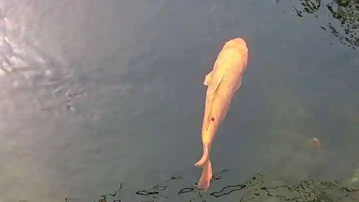 息栖神社の動物