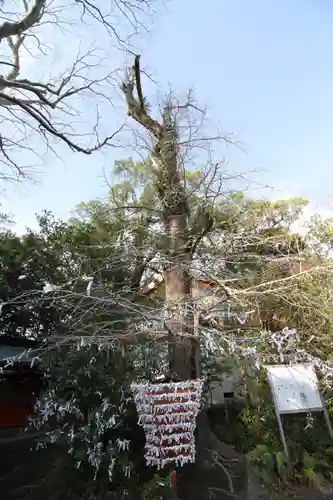 枚聞神社の自然