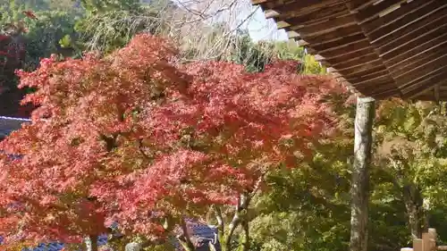 光明寺（粟生光明寺）の庭園