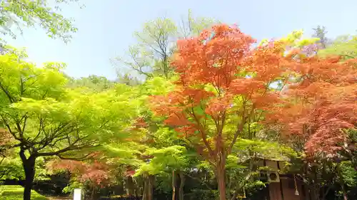 平林寺の自然