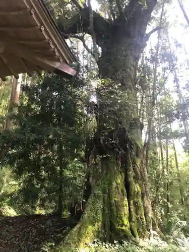 天照神社の自然