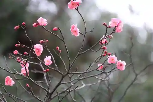 開成山大神宮の自然
