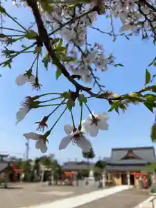 總社 和田八幡宮(福井県)(2023年04月01日(土) 17時41分44秒投稿)