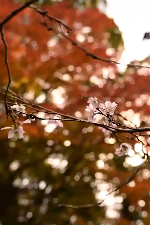 十輪寺(京都府)