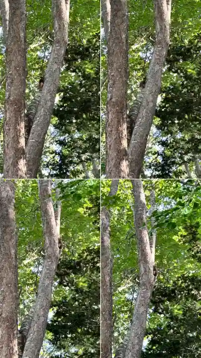 小板端光稲荷(北海道)