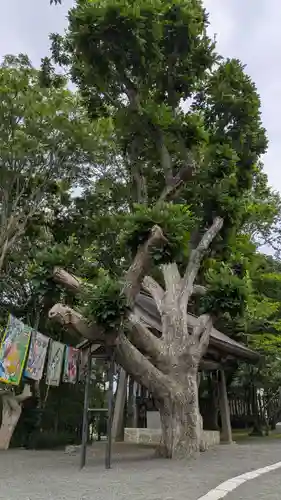 根室金刀比羅神社(北海道)