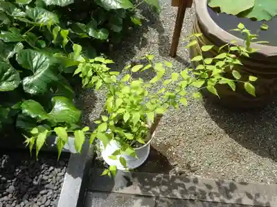 妙蓮寺の自然
