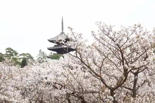 仁和寺の庭園