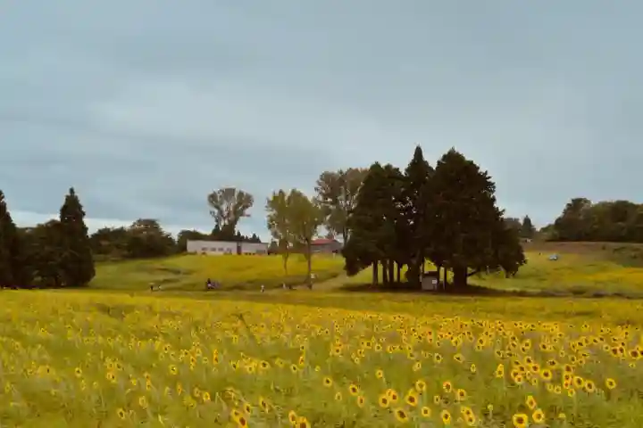 沢山神社(澤山神社)(新潟県)