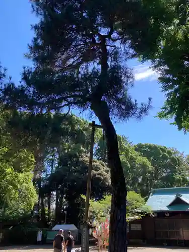 平塚八幡宮の自然