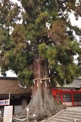 春日大社(奈良県)