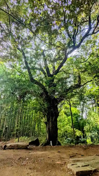 七百餘所神社 の自然