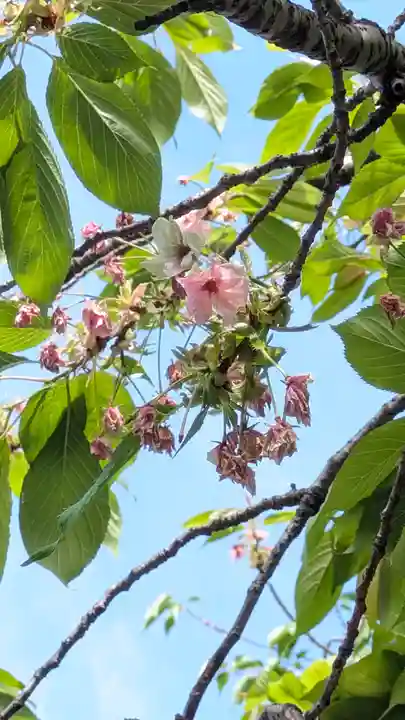 墨染寺(桜寺)(京都府)
