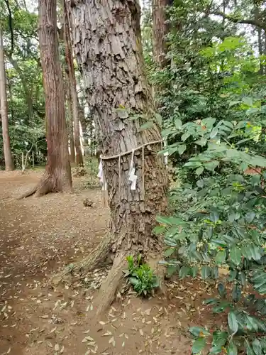 間々田八幡宮の自然