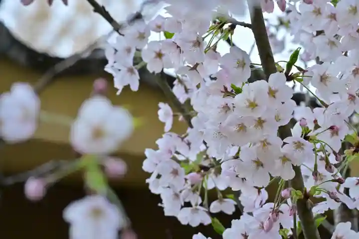 白山媛神社(新潟県)