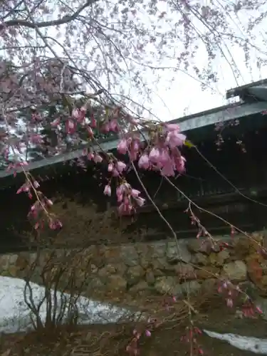 北海道神宮の自然