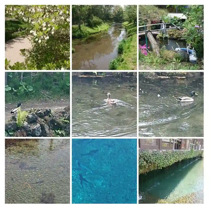 淺間神社(忍野八海)の周辺