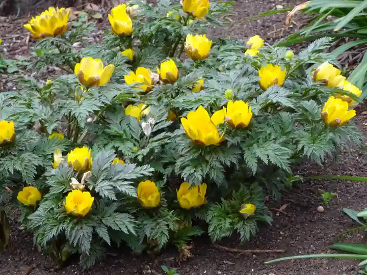 阿邪訶根神社(福島県)